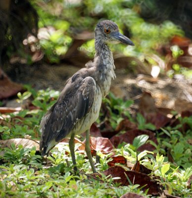 Juvenile Yellow-crowned Night Heron, 