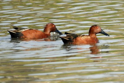Two male cinnamon teals