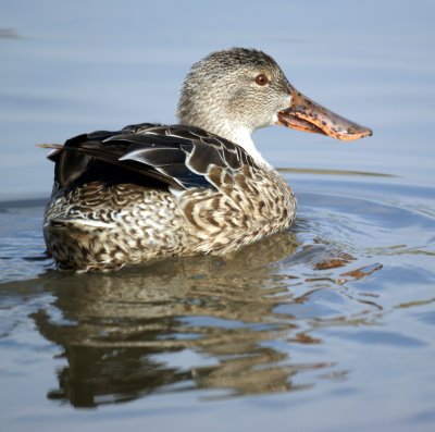 Female Northern Shoveler