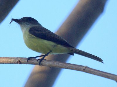 Sad Flycatcher 