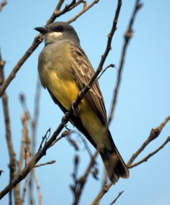 Western Kingbird