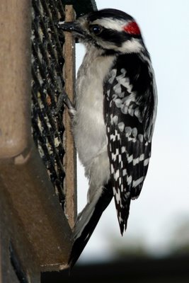 Downy Woodpecker