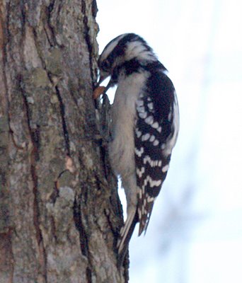 Downy Woodpecker