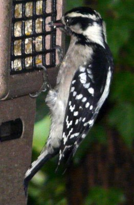 Downy Woodpecker