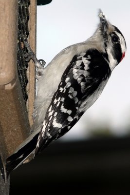 Downy Woodpecker