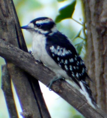 Downy Woodpecker