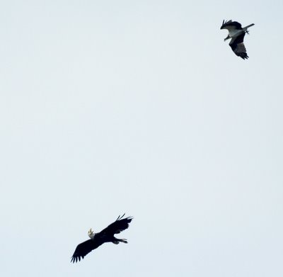 Eagle chased by Osprey