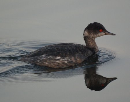 Eared Grebe