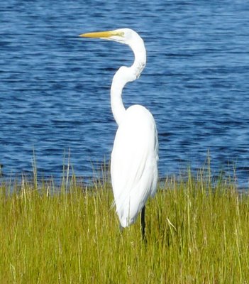 Egret