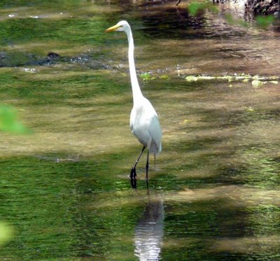 Great Egret