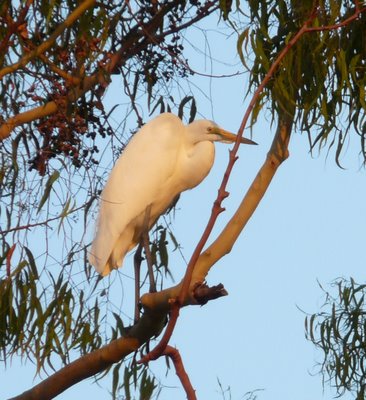 Egret