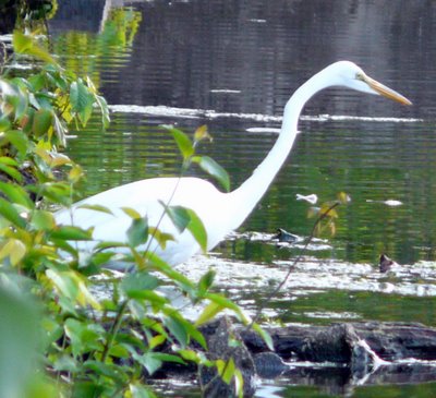 White Heron