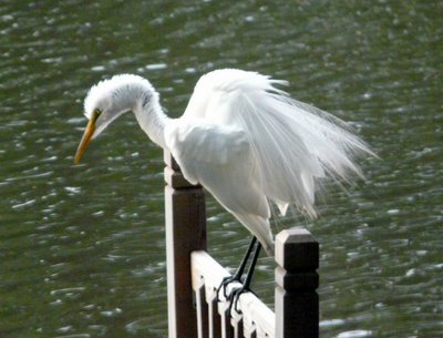 Egret