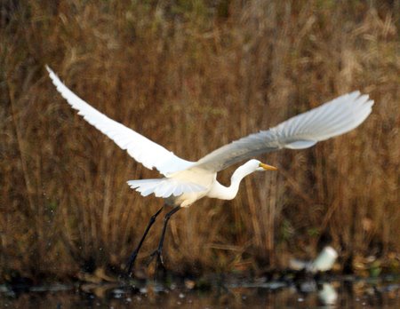 Egret in Flight