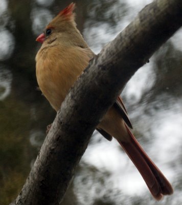 Female Northern Cardinal