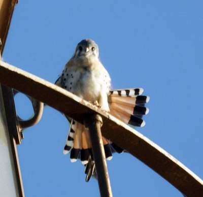 Peregrine Falcon