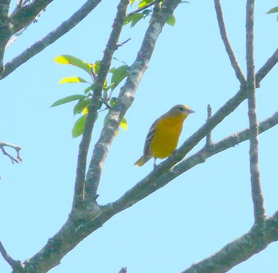 Female Oriole