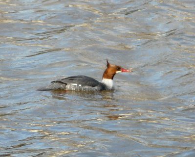 Common Merganser