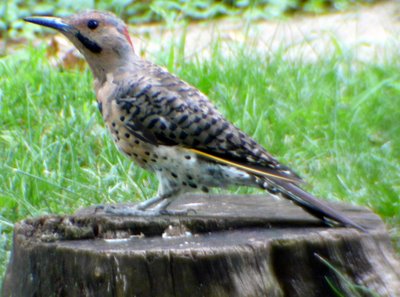 Northern Flickers