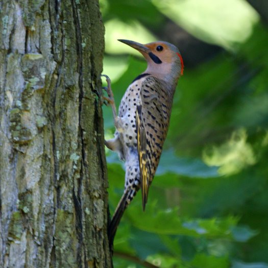 Northern Flicker