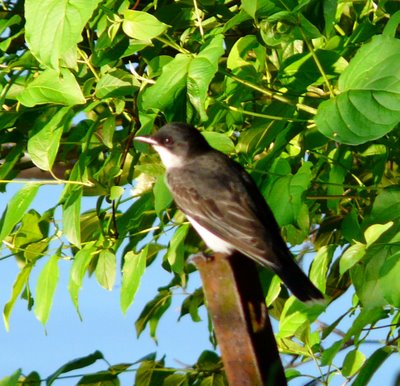 Kingbird