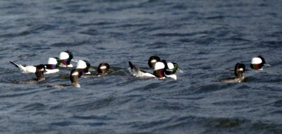 Buffleheads 