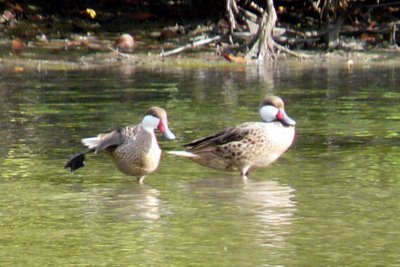 White-cheeked Pintail