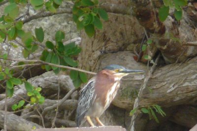 Green Backed Heron