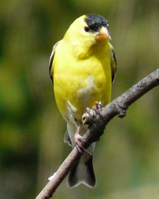 Goldfinch