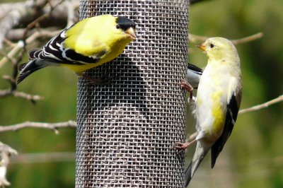 Finches