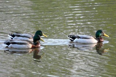 Mallards