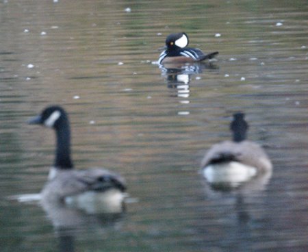 hooded merganser 