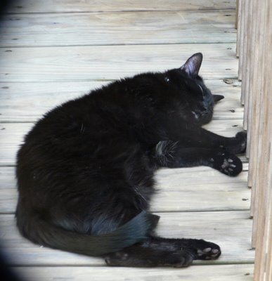 Black cat sleeping