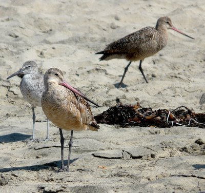 SandPipers