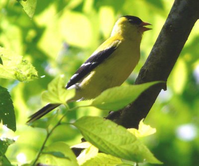 GoldFinch