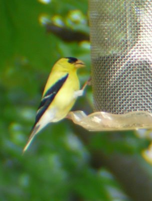 Gold Finch