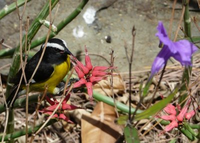 Bananaquit