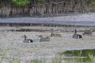 Blue Winged Teals