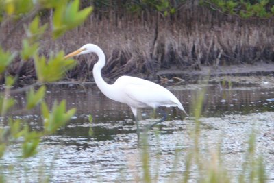 Egret