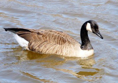 Canada Goose