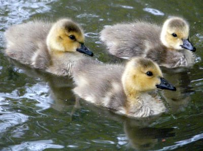 Goslings