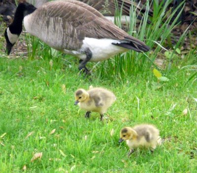 Goslings