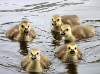 Goslings