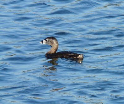 Grebe