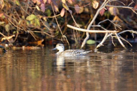 Female Green-winged Teal