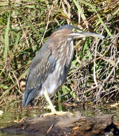 Green Heron