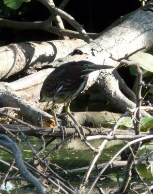 Green Heron