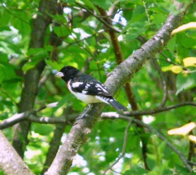 Rose-breasted Grosbeak