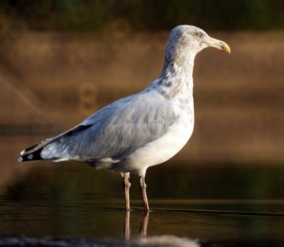 Seagull