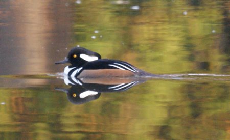 hooded merganser